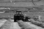 Making Hay