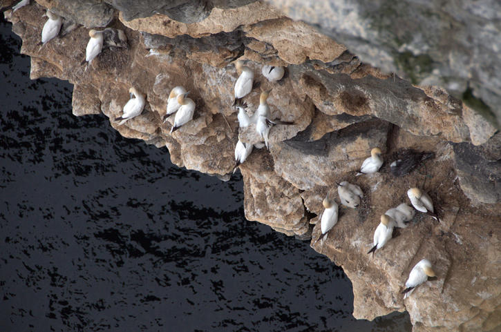 Gannets Gannets