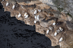 Gannets
