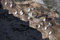 Gannets Gannets