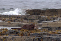 An afternoon with an Otter An afternoon with an Otter
