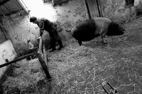 Big pig excitement