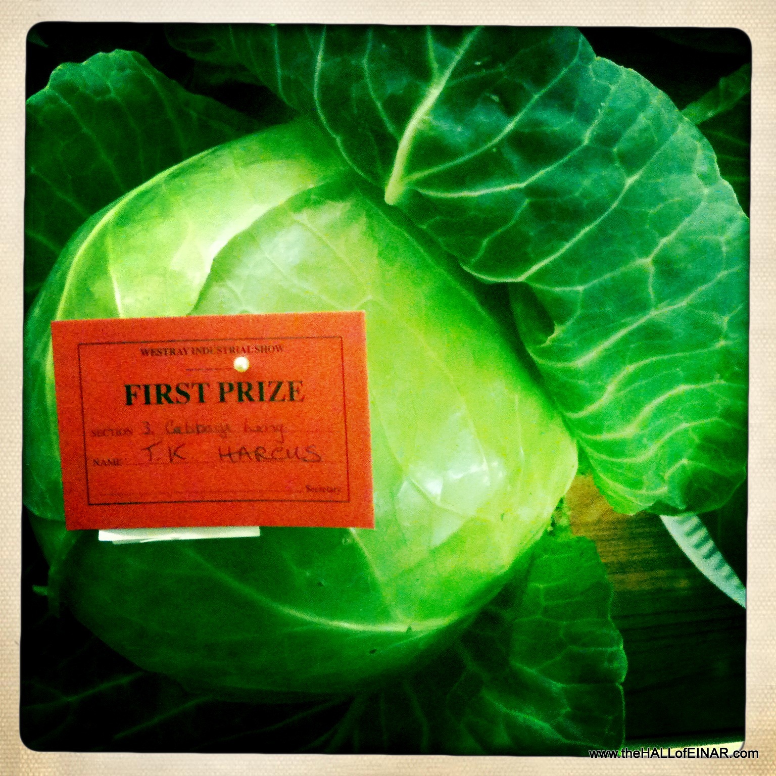 Competition Cabbage