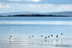 Dunlin