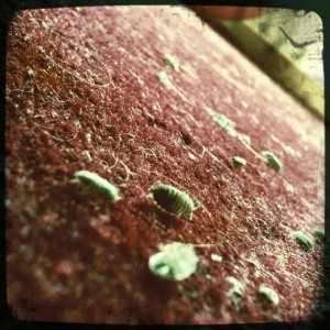 Woodlice on the carpet