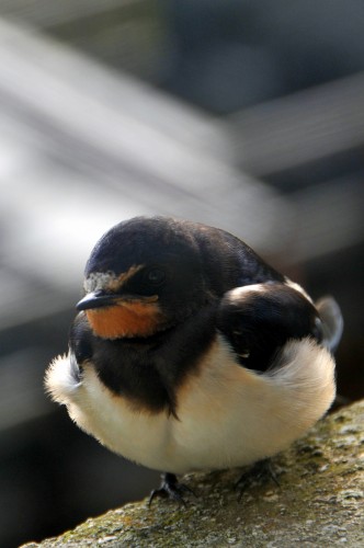 Young Swallow clinging on
