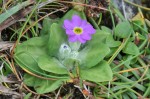 Primula scotica