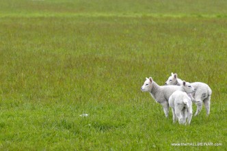 Lamb Chops