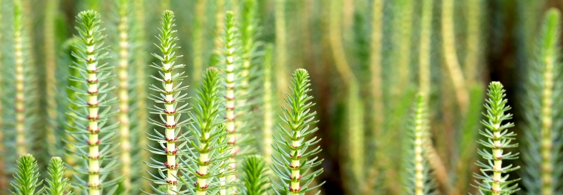 Water Horsetail