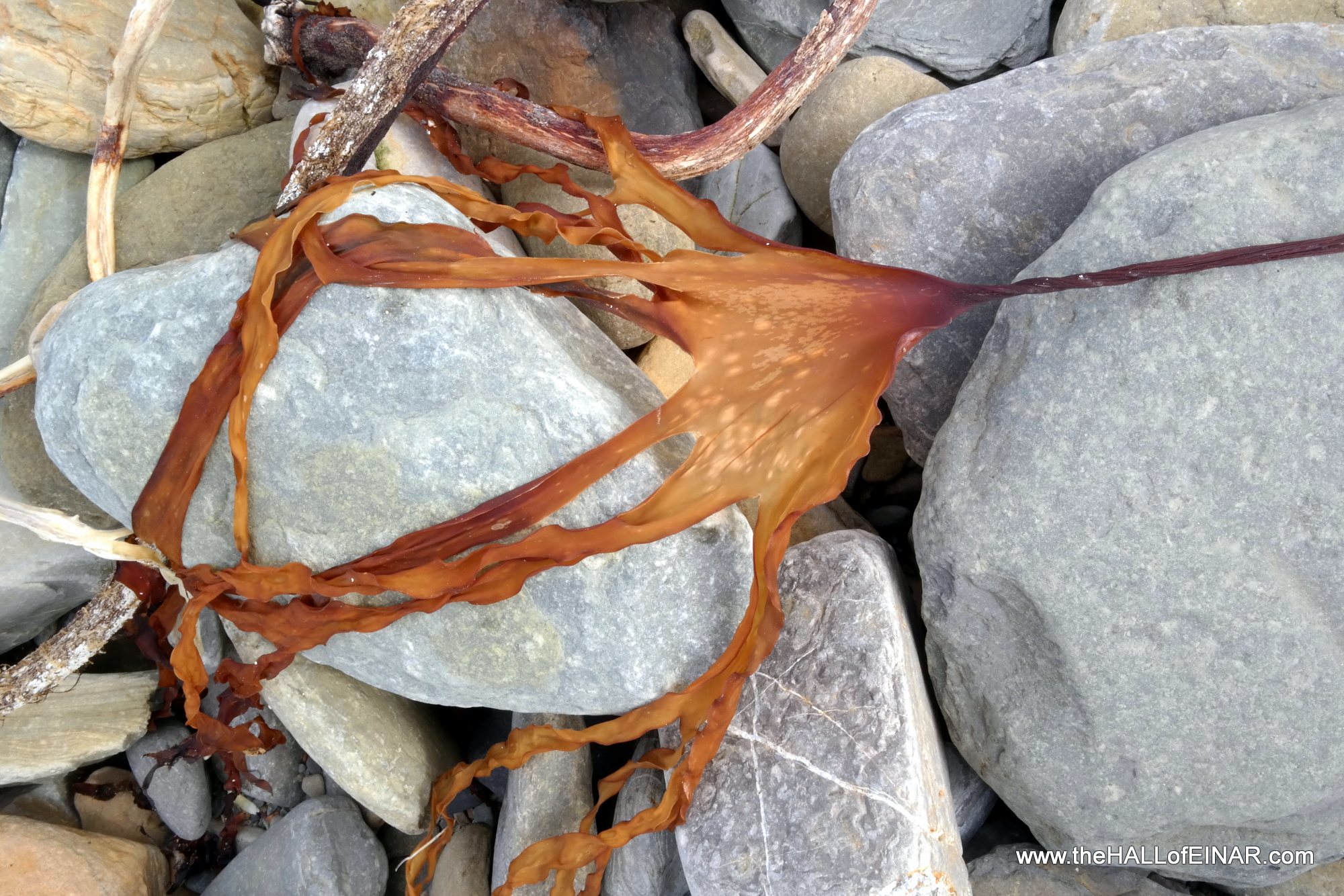 Red hand of seaweed