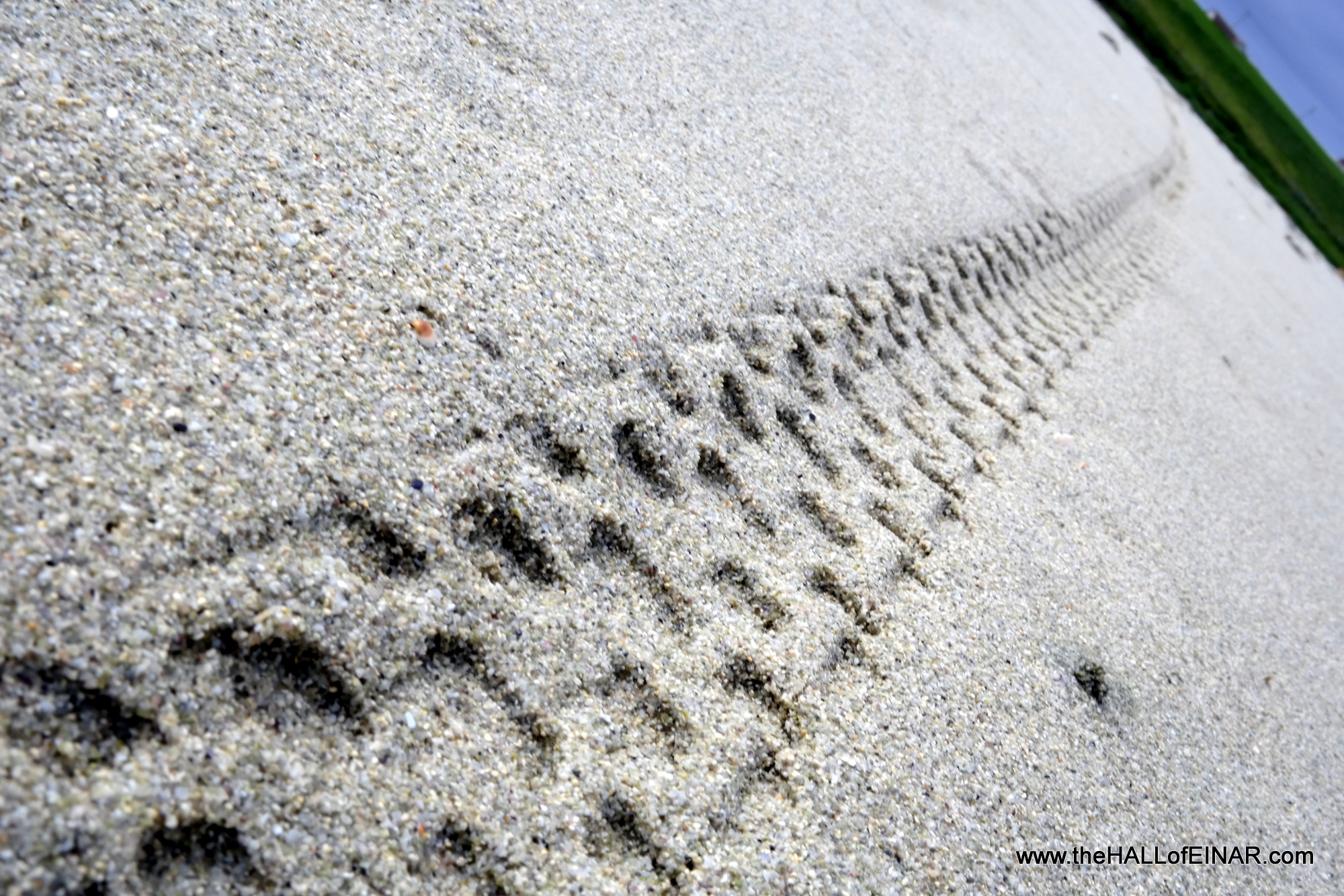 Making tracks across Sand o' Gill