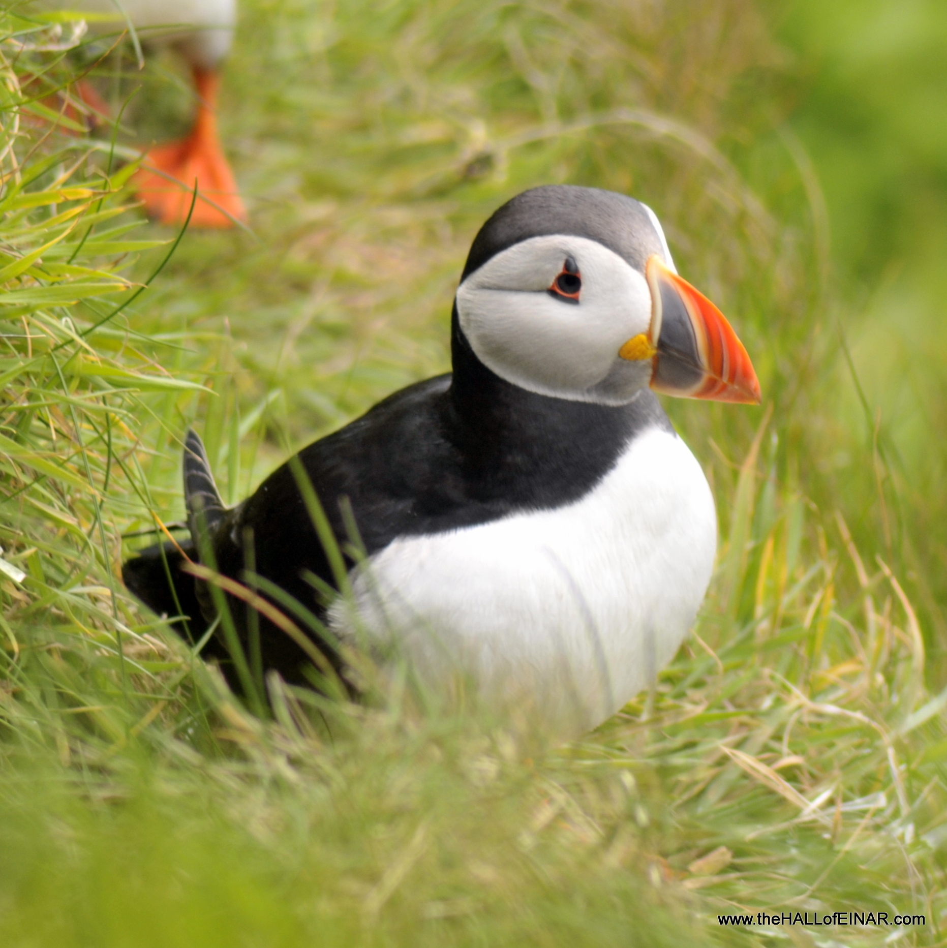 Puffins at the Castle o' Burrian