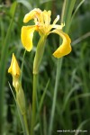 Yellow Flag Bog Iris