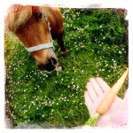 Lady the Shetland Pony