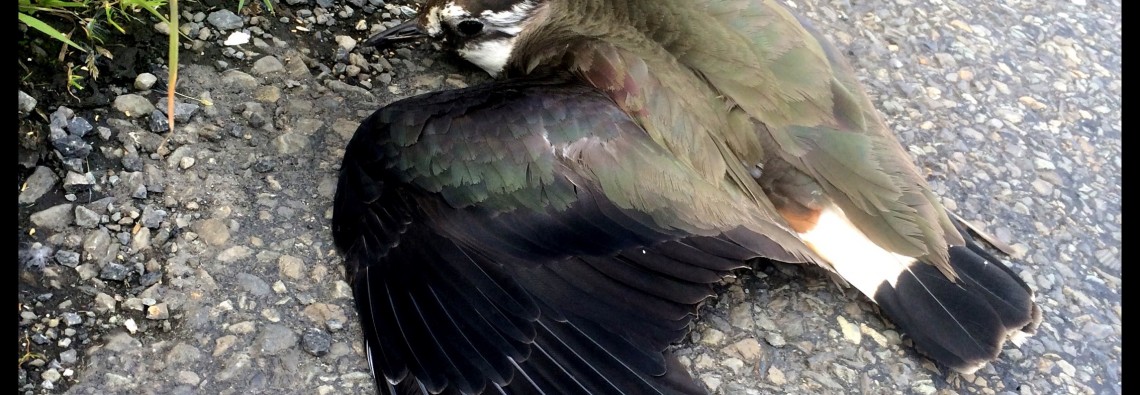 Injured Lapwing