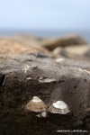 Limpets in the midden