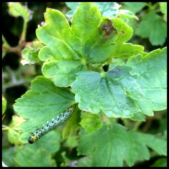Attack of the Gooseberry Sawfly
