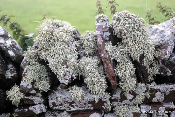 The Trouble With Lichen