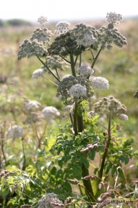 Angelica