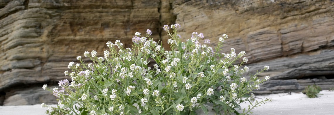 Sea Rocket