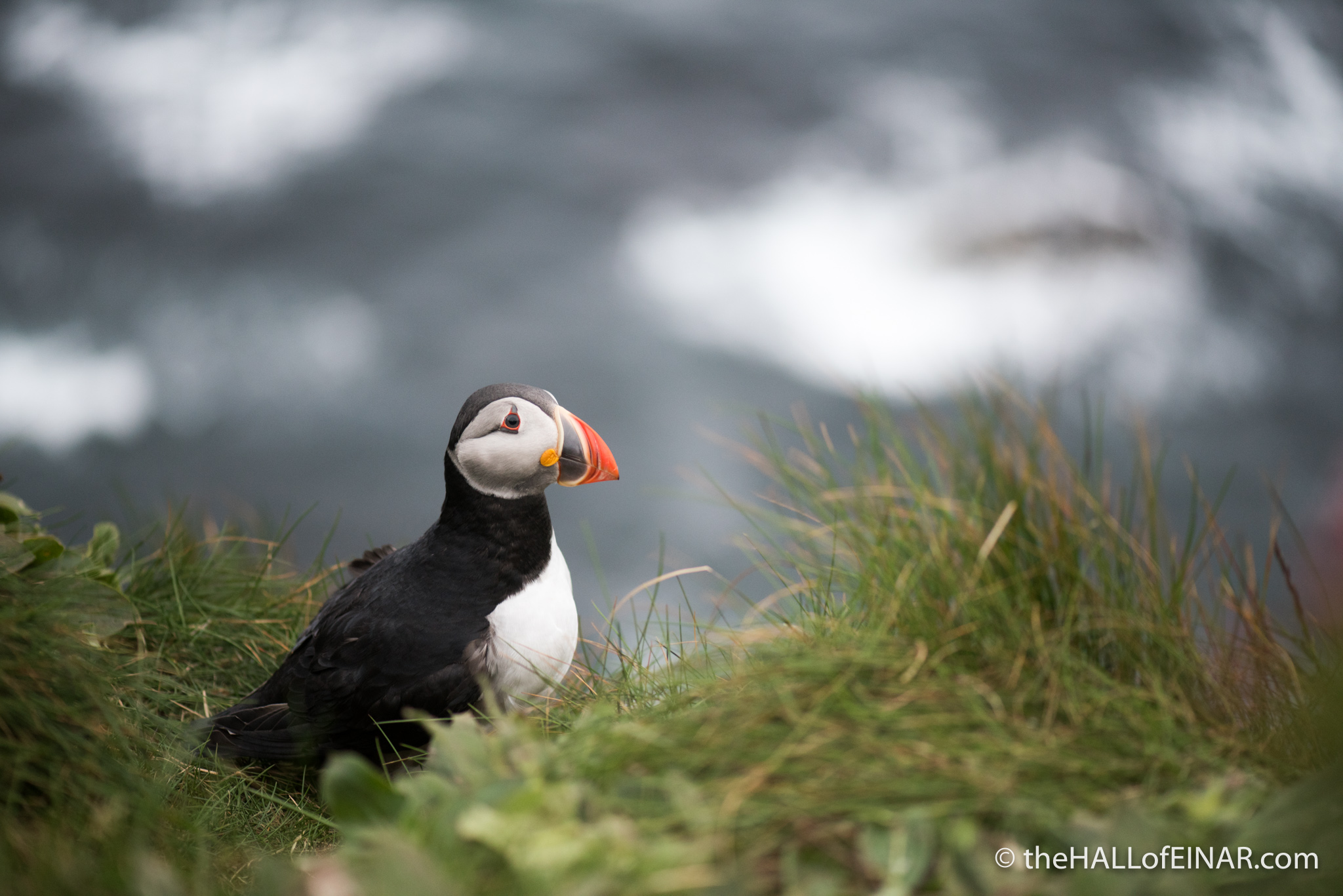Puffin at the Castle o' Burrian on Westray - photograph (c) David Bailey 2016