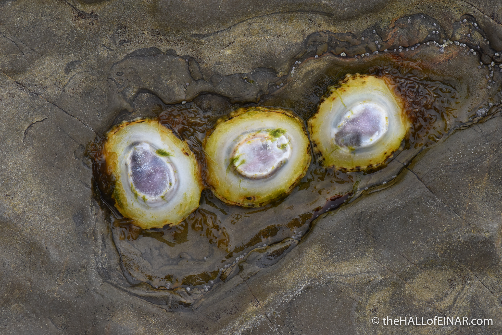 Three Limpets - photograph (c) 2016 David Bailey (not the)