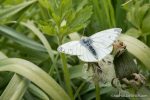 Green Veined White Butterfly - photograph (c) David Bailey (not the) - The Hall of Einar