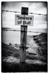 Beware of Bull - photograph (c) 2016 David Bailey (not the)