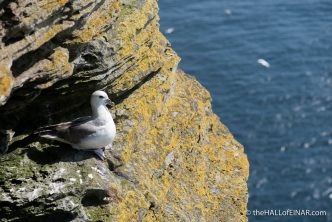 Fulmar at Noup - photograph (c) 2016 David Bailey (not the)