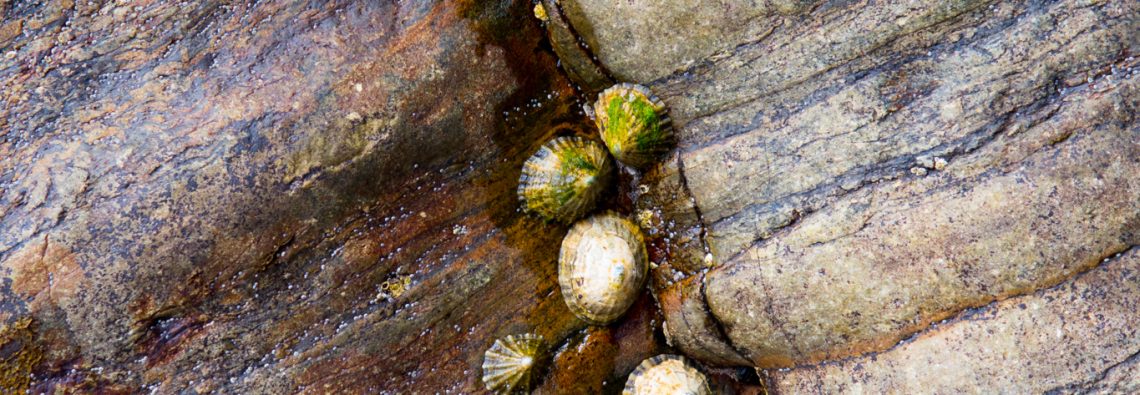 Limpets in the crack - photograph (c) 2016 David Bailey (not the)
