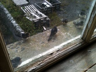 Swallows on the window ledge at Einar - photograph (c) 2016 David Bailey (not the)