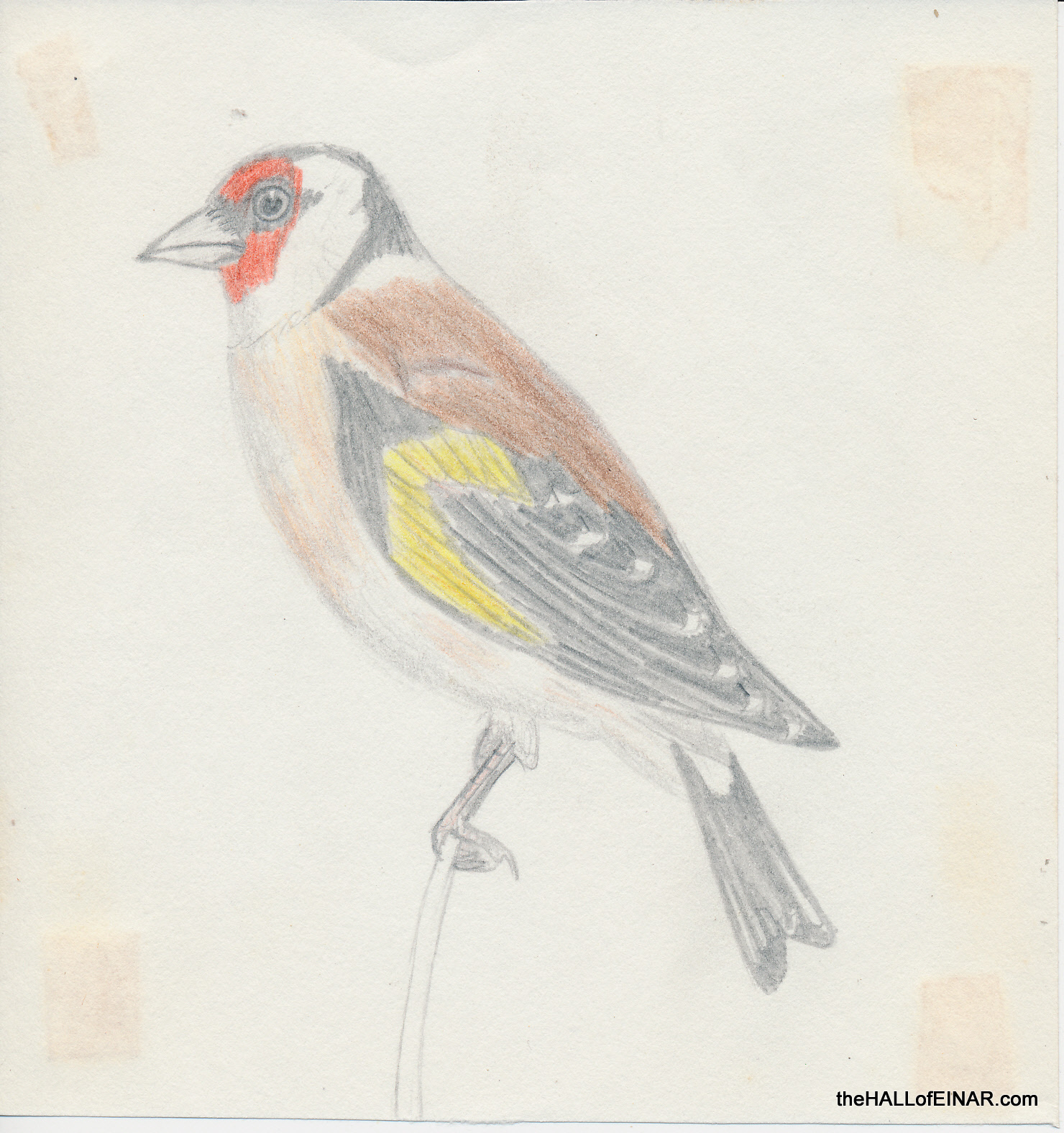 Goldfinch - 1970s Nature Notebooks - The Hall of Einar