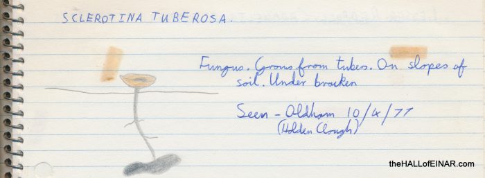 Sclerotina tuberosa - 1970s Nature Notebooks - The Hall of Einar