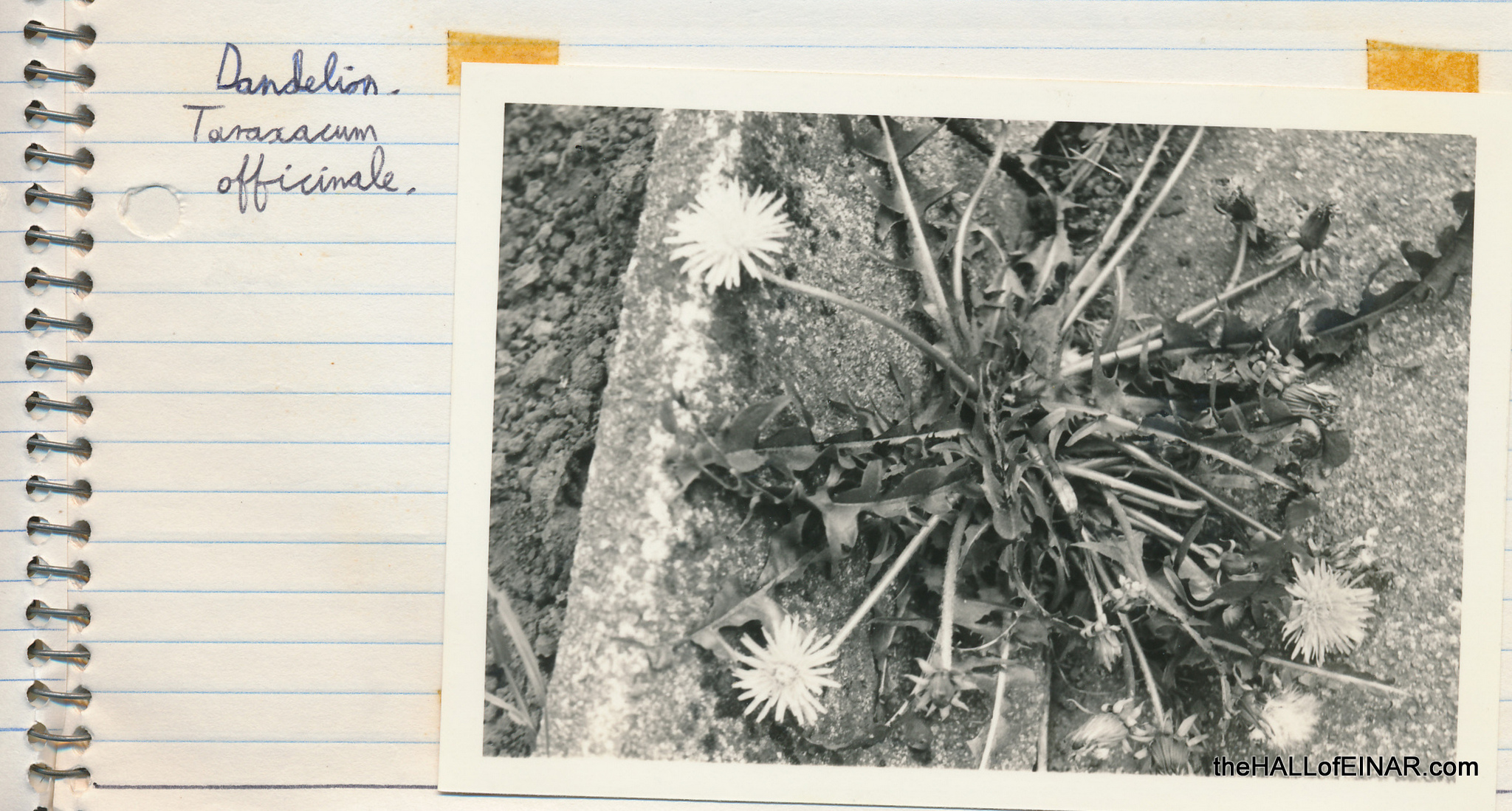 Dandelion - 1970s Nature Notebooks - The Hall of Einar