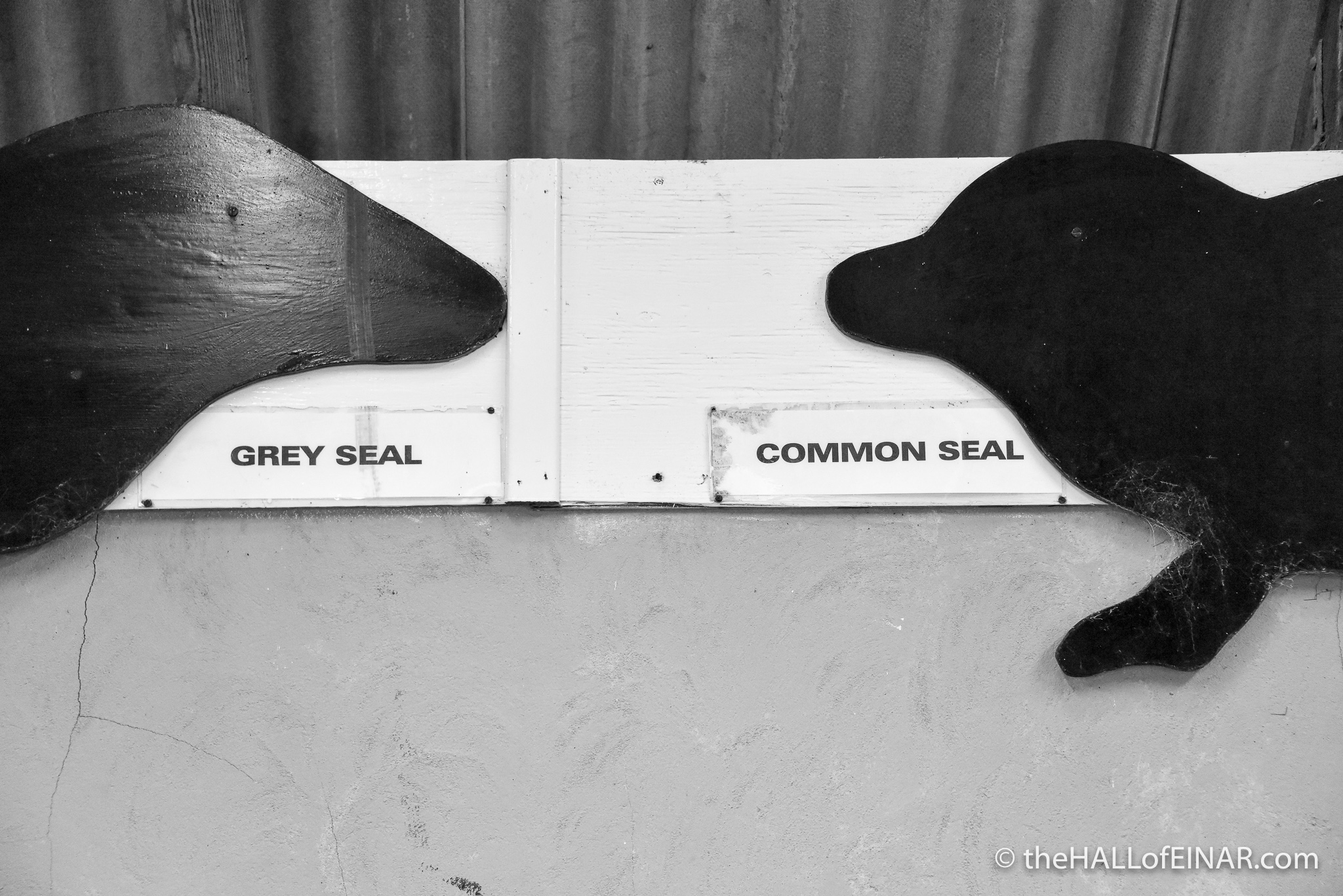 Grey seal v Common seal. Who nose the difference? - photograph (c) 2016 David Bailey (not the)