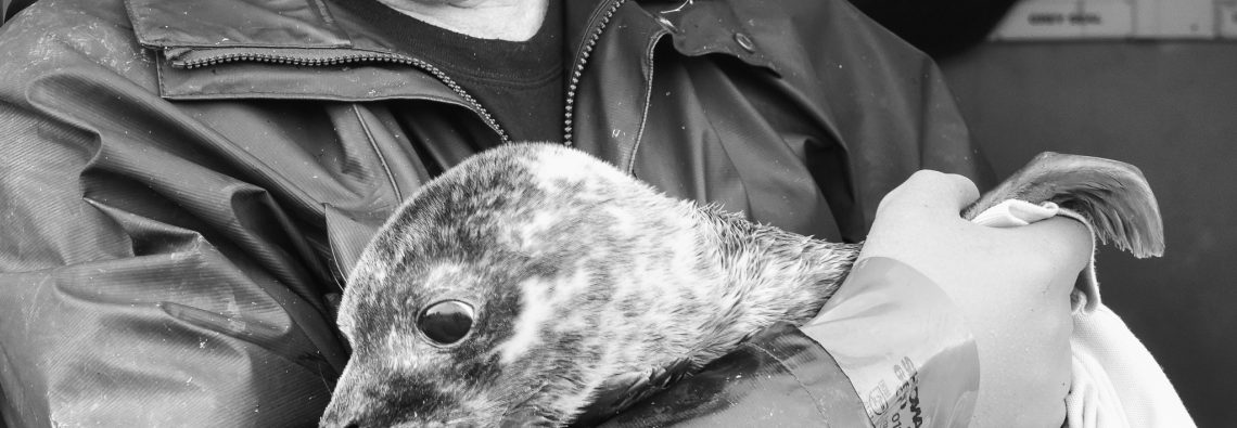 Orkney Seal Rescue - The Hall of Einar - photograph (c) 2016 David Bailey (not the)