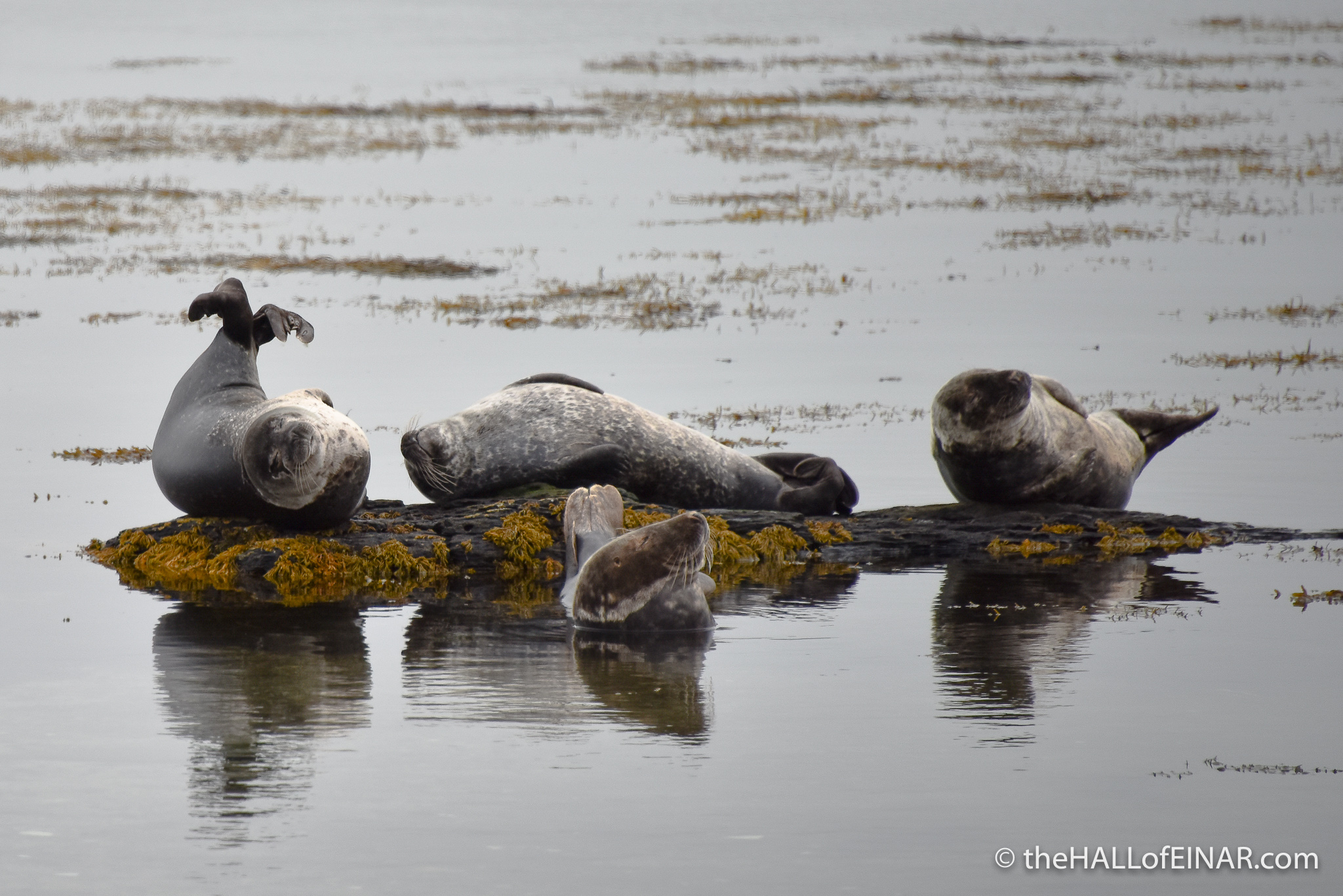 Common Seals - me after dinner - The Hall of Einar - photograph (c) 2016 David Bailey (not the)