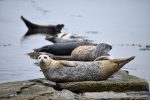 Seals at Broughton on Westray - The Hall of Einar - photograph (c) 2016 David Bailey (not the)