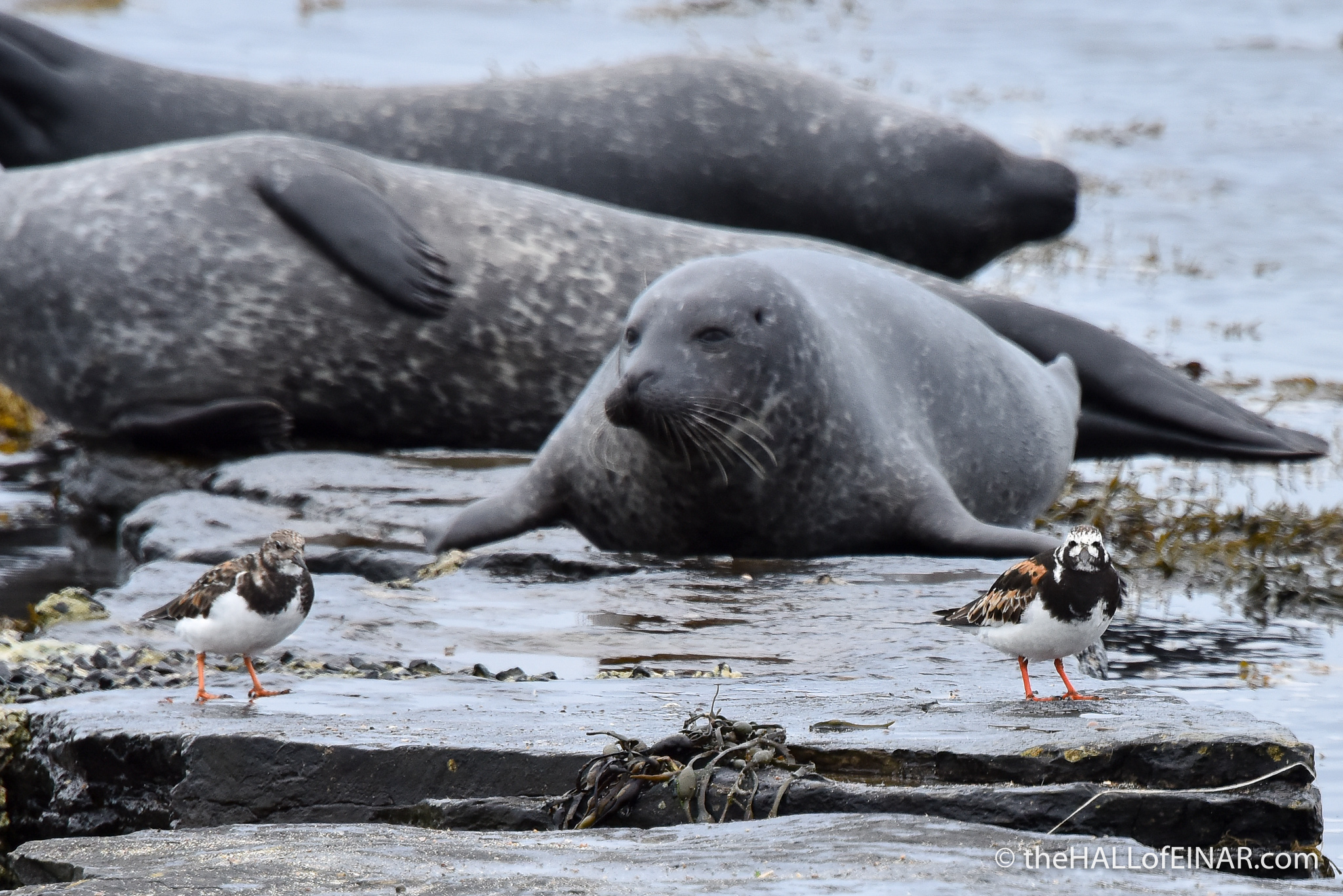 Seals and Turnstones - The Hall of Einar - photograph (c) David Bailey (not the)
