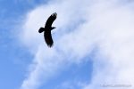 Raven over Einar - photograph (c) 2016 David Bailey (not the)