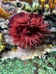Beadlet Anemone Underwater - The Hall of Einar - photograph (c) 2016 David Bailey (not the)