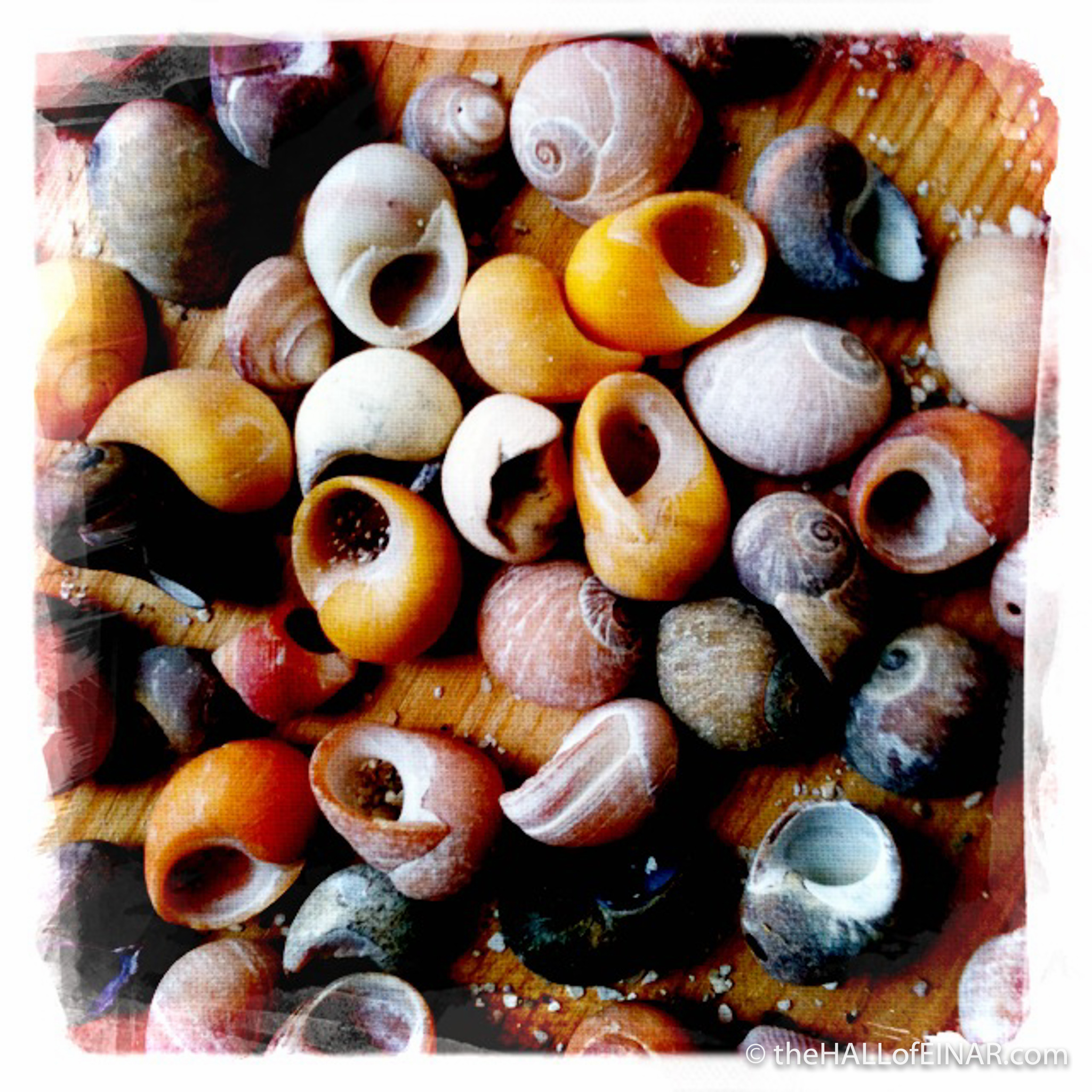 Periwinkles - photograph (c) 2016 David Bailey (not the) - The Hall of Einar