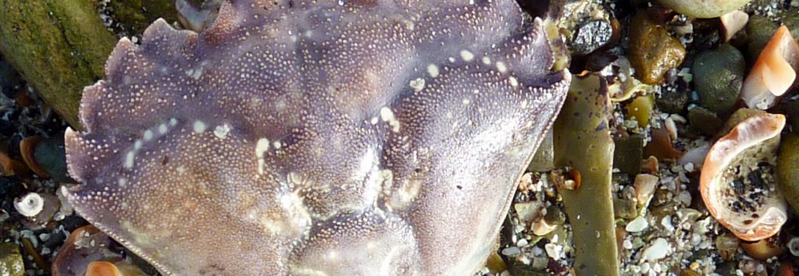 Carapace - photograph (c) 2016 David Bailey (not the)