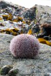 Common Sea Urchin - The Hall of Einar - photograph (c) 2016 David Bailey (not the)