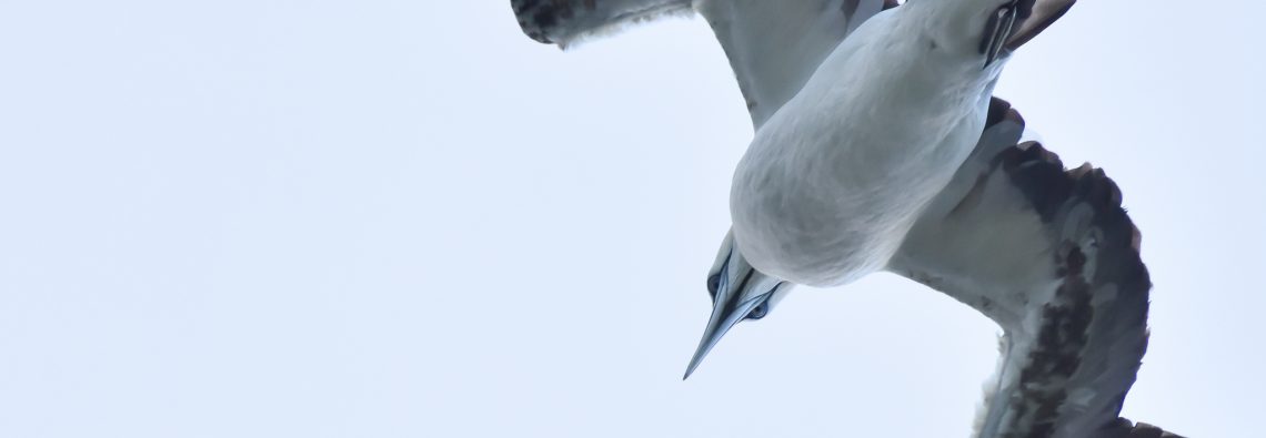 Good Gannets above - photograph (c) David Bailey (not the)