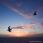 Sunset Fulmars - photograph (c) David Bailey (not the)