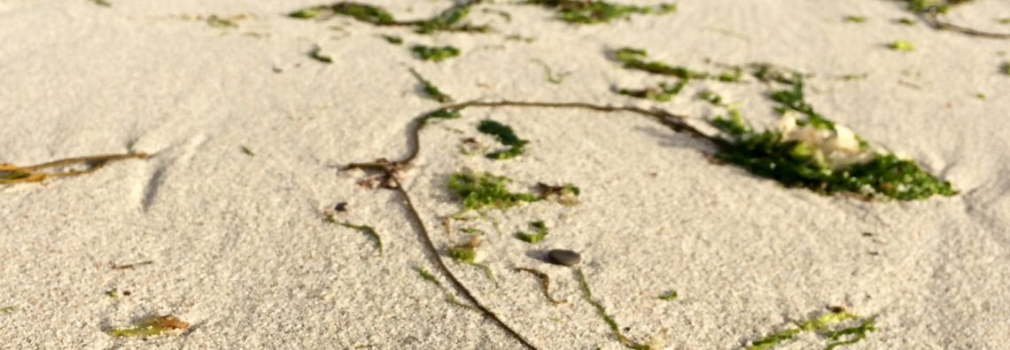 Jellyfish - photograph (c) David Bailey (not the)