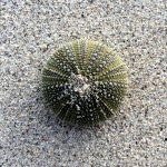 Green Sea Urchin - The Hall of Einar - photograph (c) 2016 David Bailey (not the)