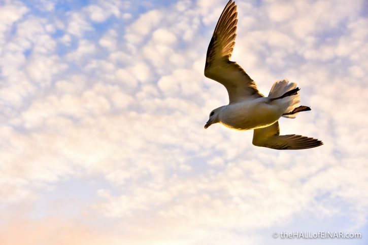 Feeling alive - photograph (c) 2016 David Bailey (not the)