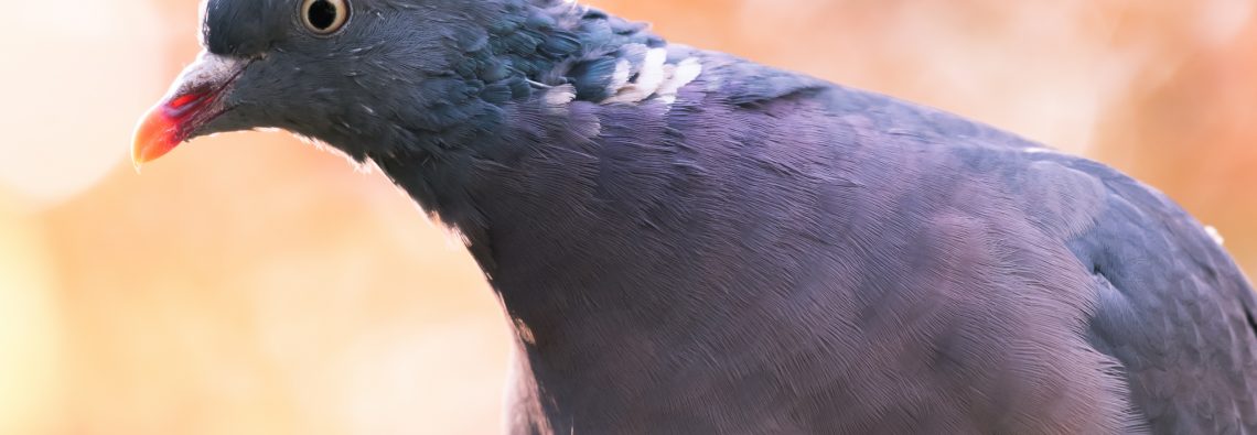 Woodpigeon - The Hall of Einar - photograph (c) 2016 David Bailey (not the)